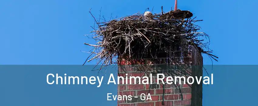 Chimney Animal Removal Evans - GA