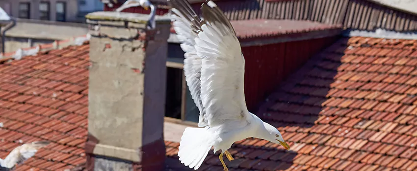 Residential Chimney Animal Removal Solution in Evans, GA